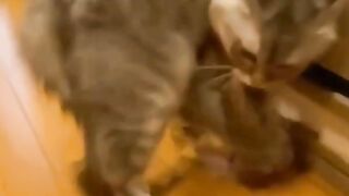 Cat Ramps