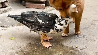 Dog and duck????