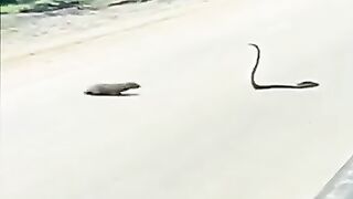 Snake fight- Wild animal fight