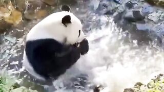 Animal #funny #short #clipviral