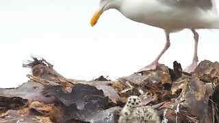 food #funny #short #clipviral 2