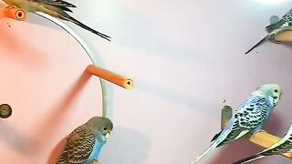 Sparrows