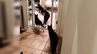 Funny animals - Funny cats / dogs - Funny animal videos / Best videos of 2023