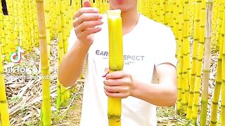 Sugarcane farming