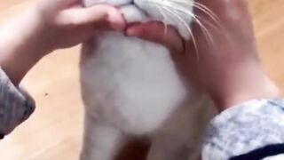 Most Satisfying Funny Cat  ???????????? #shorts