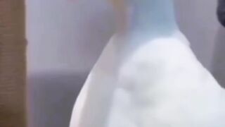 Donkey funny