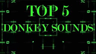 Crazy donkey sound