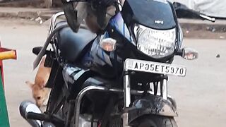 Super Cute Crazy Funny & Smart Monkey _ part 1
