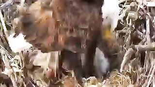 Animals Hub