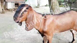 What is a funny  who is a funny  in hindi or urdu muhammad javed
