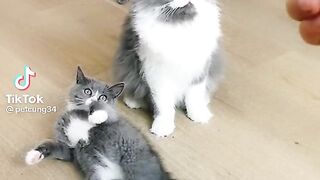 Shoot cat funny