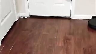 Laugh Your Tail Off with These Ridiculously Funny Cat Videos