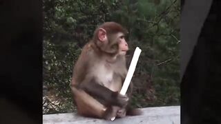 Funny Monkey vs Dog