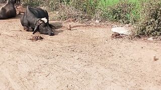 Enjoy village