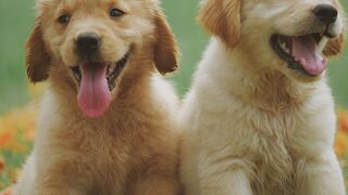 Some just love dogs, Algunos simplemente aman a los perros