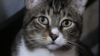cute cat