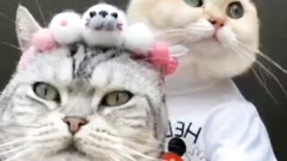 Cute baby cats | funny cats #shorts #viral #trending
