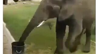 Elephant Picking up Trash