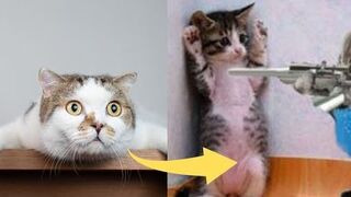 Funniest Cats ???? - Don't try to hold back Laughter ???? - Funny Cats Life part3