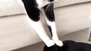 Funny animal????????