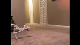 Funniest cats don't try to hold