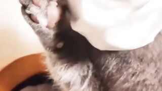 So funny cats compilation 2022 #4 || so funny cat videos ||