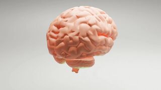 Infections On the Human Brain | Introduction: Neuroanatomy  Lab Brain Dissection #shortvideo #short #brain