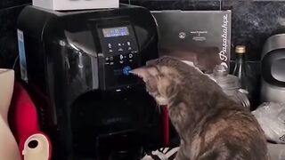 kitten has a coffee #cute #short