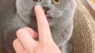 Sweet And Hilarious Cats Series 1 - Hangry And Hates Staring #shorts