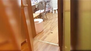 Funny cat clip