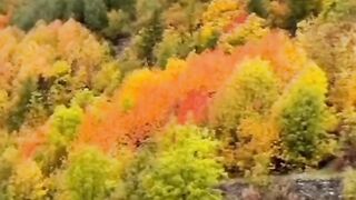 Evergreen beauty in the earth