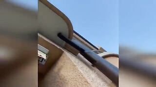 Funny cats