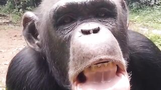 Funny monkey playing