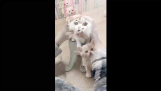funny cats