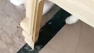 My cute cate finding me