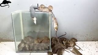 Top 10 Mouse Traps | Homemade