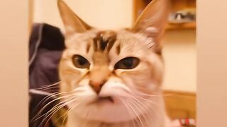 cats lover 2