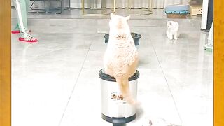 Cat fanny video 2