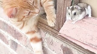 Billika judhdho hoia geiya meow