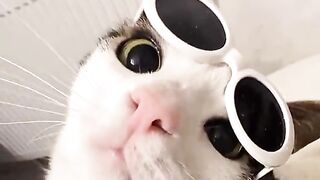 cats lover 3