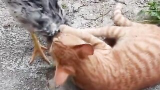 বিড়াল আর মুরগির মশকরা