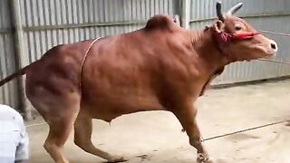 কেমন করে দাঁড়িয়ে থাকা গরুকে শুইয়ে  দেওয়ার