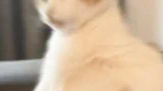 Cats lover 3