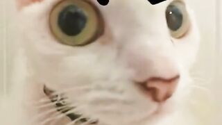 Cats lover 4