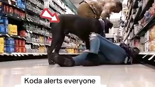 A Dog Alert For His Beloved Owner