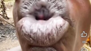 #funny#video#????