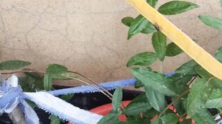 Gardening tree food