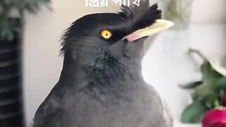 পাখি মানুষের মত কথা কয়