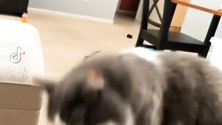 Funny animals video | funny cat video | cute cat video
