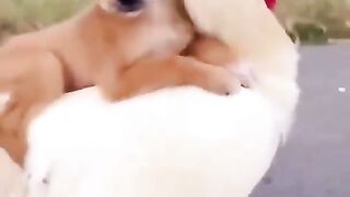 Funny Dogs Video 2021 Funny Animals... Baby Dogs????????